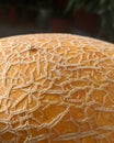 Melon texture yellow - Galia melon - Cucumis melo var reticulatus - macro closeup