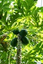 Melon tree with ripe fruit, carica papaya caricaceae