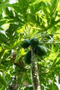 Melon tree with ripe fruit, carica papaya caricaceae