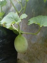 Melon tree tanaman melon umur 32 days buah Royalty Free Stock Photo