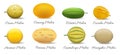 Melon varieties vector illustration