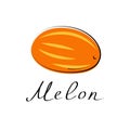 Melon vector cartoon flat illustration. Fresh berry fruit and vegetable logo Royalty Free Stock Photo