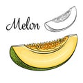 Melon vector drawing icon.