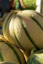 Melons from Cavaillon, ripe round charentais honey cantaloupe melons on local market in Provence, France