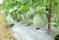 Melons farm at Korkret