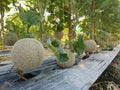 Melons Farm. melon or cantaloupe melons growing in supported by string melon nets