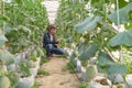 Melons in the garden, Yong man holding melon in greenhouse melon farm. Young sprout of Japanese melons growing