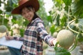 Melons in the garden, Young woman holding melon in greenhouse melon farm.