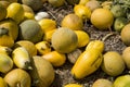 Melons lying on the ground. Spilled fruit of melon.