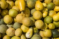 Melons lying on the ground. Spilled fruit of melon.