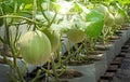 Melons plants cantaloupe growing in greenhouse Royalty Free Stock Photo