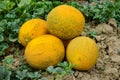 Melons, plucked from the garden, lay together on the ground