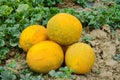 Melons, plucked from the garden, lay together on the ground