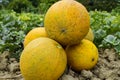 Melons, plucked from the garden, lay together on the ground