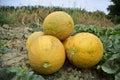 Melons, plucked from the garden, lay together on the ground