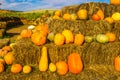 Melons & Pumpkins At Local Farm