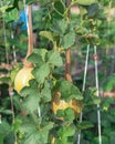 Melons in a sling pantyhose trellising at organic garden near Dallas, Texas, America Royalty Free Stock Photo