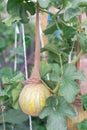 Melons in a sling pantyhose trellising at organic garden near Dallas, Texas, America Royalty Free Stock Photo