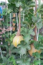 Melons in a sling pantyhose trellising at organic garden near Dallas, Texas, America Royalty Free Stock Photo