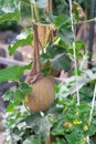 Melons in a sling pantyhose trellising at organic garden near Dallas, Texas, America Royalty Free Stock Photo