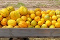 Melons are sold at local farmers market after harvest. Healthy eating and vitamins. Autumn harvest, juicy and ripe yellow melons Royalty Free Stock Photo