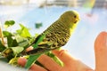 Melopsittacus undulatus. Green wavy parrot. Budgerigar. Parrot sitting on his hand Royalty Free Stock Photo