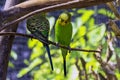 Melopsittacus undulatus known as budgerigar, budgie or parakeet Royalty Free Stock Photo