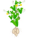Melothria scabra aka cucamelon or mouse melon plant on a white background.