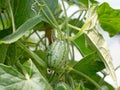 Melothria scabra aka mouse melon, cucamelon plant with fruit of tiny cucumbers that look like melons.