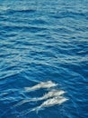 Melsisi village, Pentecost Island / Vanuatu - 9 JUL 2016 : dolphins jumping out of the deep blue tropical pacific ocean sea Royalty Free Stock Photo