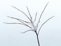 Melt snow on branches Royalty Free Stock Photo