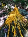 melted candle on the rock, Thai belief, Thailand Royalty Free Stock Photo