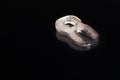 A melted ice figure Eight on a black background with a reflection