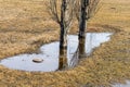 Melted snow formed a puddle orund aspen trees