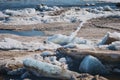 Melting of dirty ice floes during ice drift. Royalty Free Stock Photo