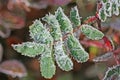 Melting frost crystals on a leaf