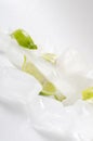 Melting ice cubes and pieces of fresh juicy lime on the white background.Vertical shot Royalty Free Stock Photo