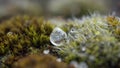 Melting ice on moss after hail storm. Close up / macro Royalty Free Stock Photo