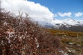 Melting ice with mountains in the background