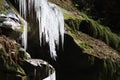 Melting icicles on rock ledge Royalty Free Stock Photo