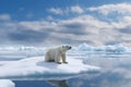 Melting Ice Threatens Endangered Polar Bear in Heartbreaking Arctic Scene