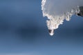 Melting icicle with dripping water drop with crystal clear water drop from melting ice Royalty Free Stock Photo