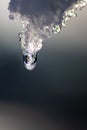 Melting icicle with dripping water drop with crystal clear water drop from melting ice Royalty Free Stock Photo