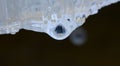 A melting icicle drips water Royalty Free Stock Photo