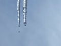 Melting icicles with falling drops of water. Royalty Free Stock Photo