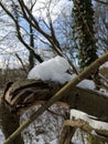 Melting snow on a branch in the woods