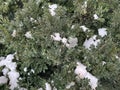 Melting snow on the bush, November