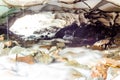 Melting snow, in the end of summer, Swedish Lapland