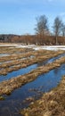 Melting snow in fields and around trees. Snow thawed patches.