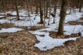 Melting snow on forest floor along hiking trail at Pretty River Valley